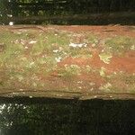 Chrysophyllum pomiferum Corteza
