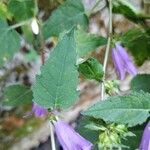 Campanula tracheliumFolha