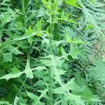Lactuca biennis Leaf