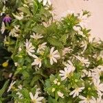 Scaevola plumieri Flor