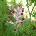 Fumaria barnolae Fula