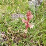 Orobanche alba Fula