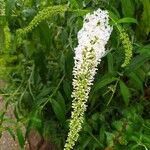 Buddleja asiatica Flower