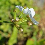 Caldesia parnassifolia Floro