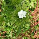 Dianthus barbatus Flower