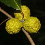 Clarisia biflora Mbuma