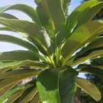 Pachypodium lamerei Leaf