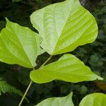 Rhynchosia erythrinoides Leaf