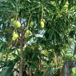 Mangifera indica Ovoce