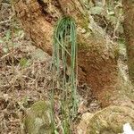 Vittaria isoetifolia