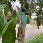 Alnus japonica Fruit