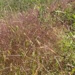 Eragrostis spectabilis Flower