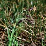 Carex atrofusca Fruit