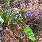 Hardenbergia comptoniana Кветка