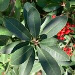 Photinia arbutifolia পাতা