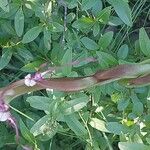 Himantoglossum adriaticum Flower