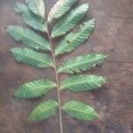 Cupania rubiginosa Leaf