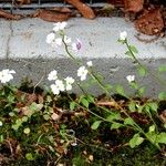Malcolmia maritima ശീലം