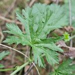 Malva tournefortiana Leaf