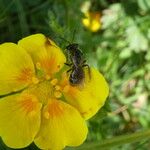 Potentilla pyrenaica Flower