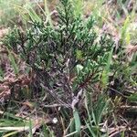 Calluna vulgaris Hábitos