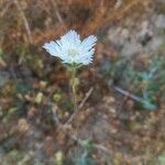 Scabiosa stellata Flower