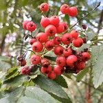 Sorbus aucuparia Φρούτο