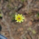 Tolpis umbellata Flower