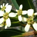 Neoguillauminia cleopatra Flors