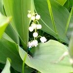 Convallaria majalisFlower