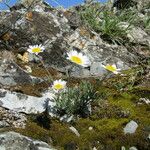 Anthemis cretica Habitus