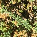 Mesembryanthemum nodiflorum Hoja