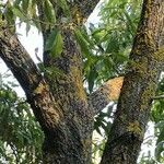 Quercus acutissima Συνήθη χαρακτηριστικά