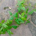 Vigna frutescens Blatt