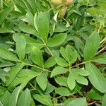 Paeonia peregrina Blad