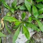 Heliosperma pusillum Leaf