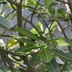 Plumeria obtusa List