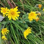 Hieracium villosumBloem