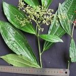 Miconia gracilis Otro