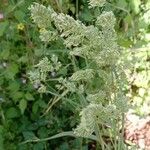 Dactylis glomerata Flor