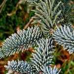 Abies procera Листок