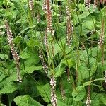 Bistorta amplexicaulis Habitus