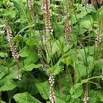 Bistorta amplexicaulis Habit