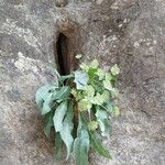 Bupleurum angulosum Flor