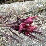 Bromus rubens Flower