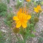 Trollius chinensis പുഷ്പം