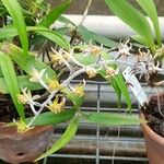 Dendrolirium lasiopetalum Flower