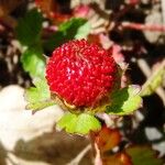 Potentilla indica Fruit