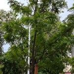 Gleditsia triacanthosपत्ता