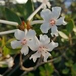 Rhododendron jasminiflorum Cvet